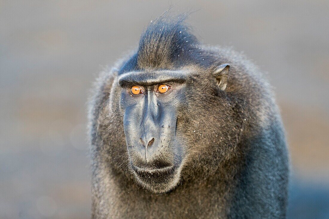 Indonesia, Celebes, Sulawesi, Tangkoko National Park, Celebes crested macaque or crested black macaque, Sulawesi crested macaque, or the black ape (Macaca nigra), Adult male