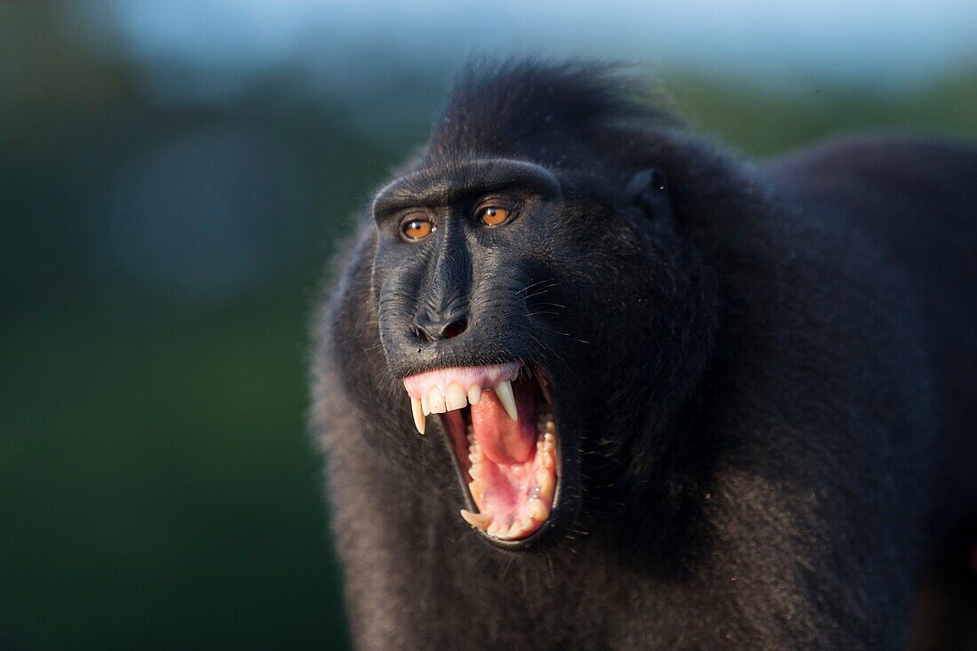 Indonesia, Celebes, Sulawesi, Tangkoko National Park, Celebes crested macaque or crested black macaque, Sulawesi crested macaque, or the black ape (Macaca nigra), Adult male