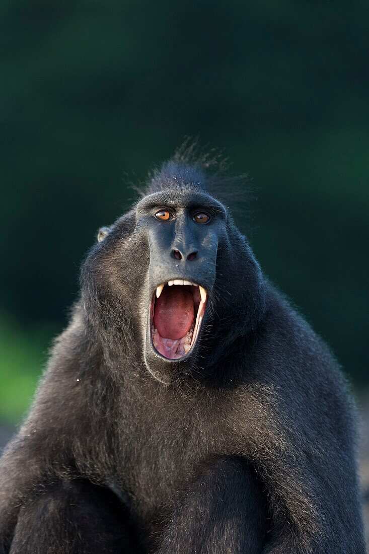 Indonesia, Celebes, Sulawesi, Tangkoko National Park, Celebes crested macaque or crested black macaque, Sulawesi crested macaque, or the black ape (Macaca nigra), Adult male