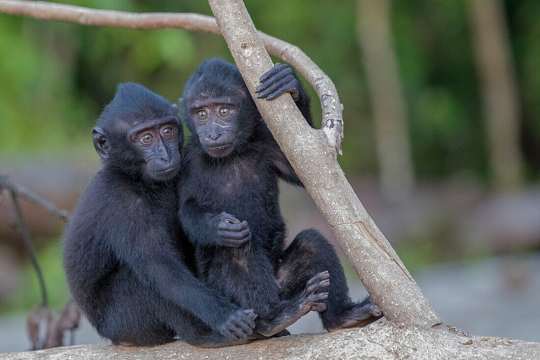 Indonesia, Celebes, Sulawesi, Tangkoko National Park, Celebes crested macaque or crested black macaque, Sulawesi crested macaque, or the black ape (Macaca nigra), Youngs