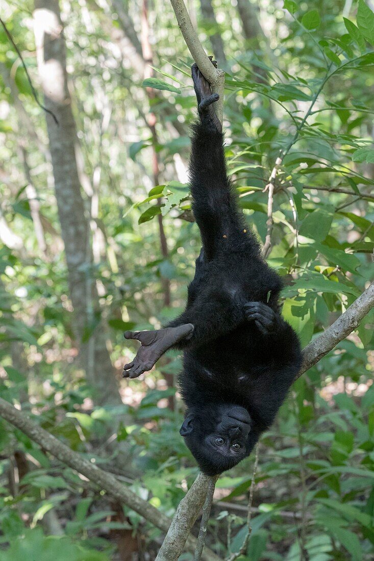 Indonesia, Celebes, Sulawesi, Tangkoko National Park, Celebes crested macaque or crested black macaque, Sulawesi crested macaque, or the black ape (Macaca nigra), Young