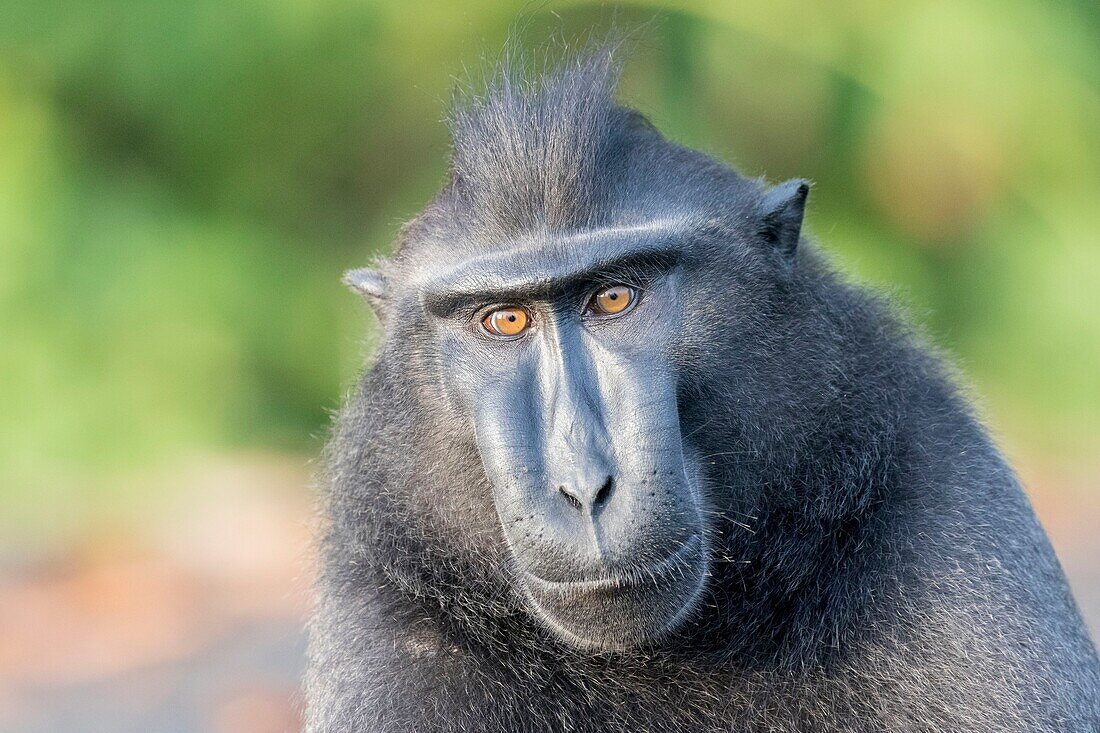 Indonesia, Celebes, Sulawesi, Tangkoko National Park, Celebes crested macaque or crested black macaque, Sulawesi crested macaque, or the black ape (Macaca nigra)