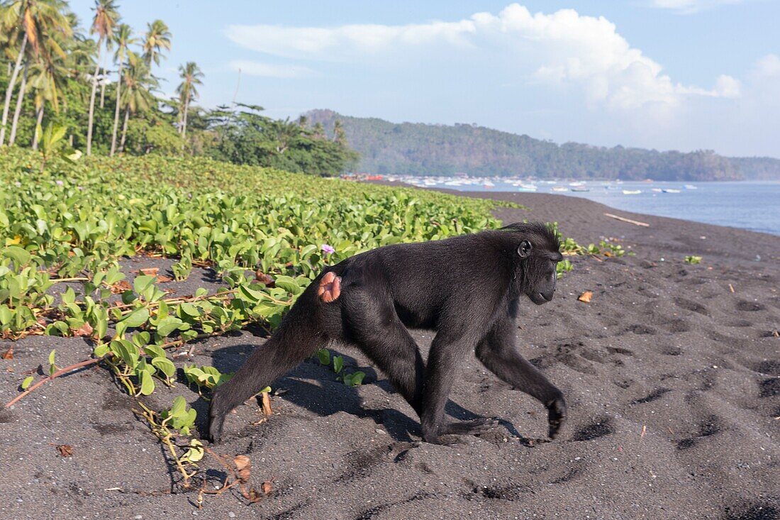 Indonesia, Celebes, Sulawesi, Tangkoko National Park, Celebes crested macaque or crested black macaque, Sulawesi crested macaque, or the black ape (Macaca nigra), Adult male