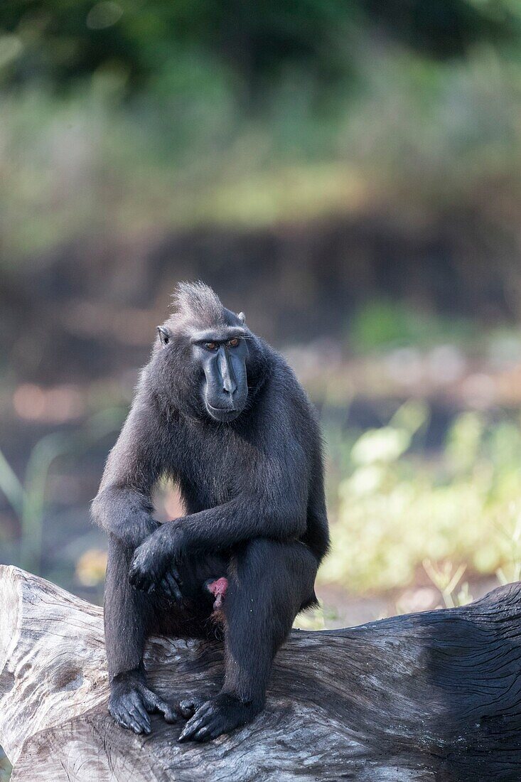 Indonesia, Celebes, Sulawesi, Tangkoko National Park, Celebes crested macaque or crested black macaque, Sulawesi crested macaque, or the black ape (Macaca nigra), in the river