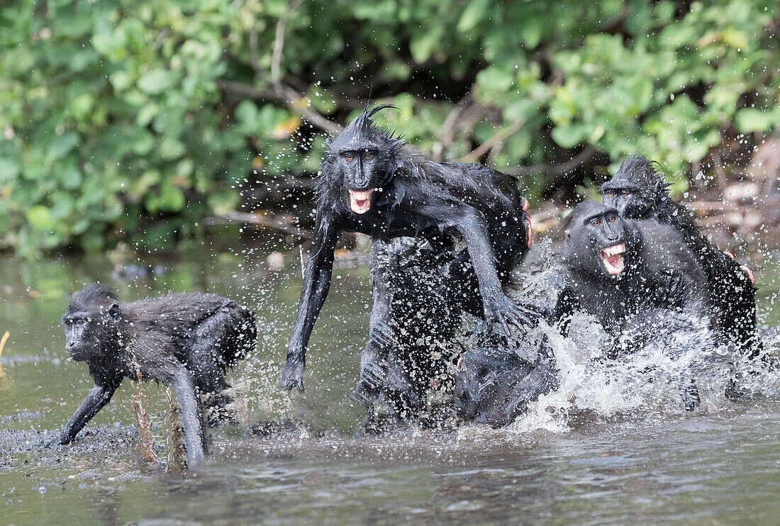 Indonesia, Celebes, Sulawesi, Tangkoko National Park, Celebes crested macaque or crested black macaque, Sulawesi crested macaque, or the black ape (Macaca nigra), in the river