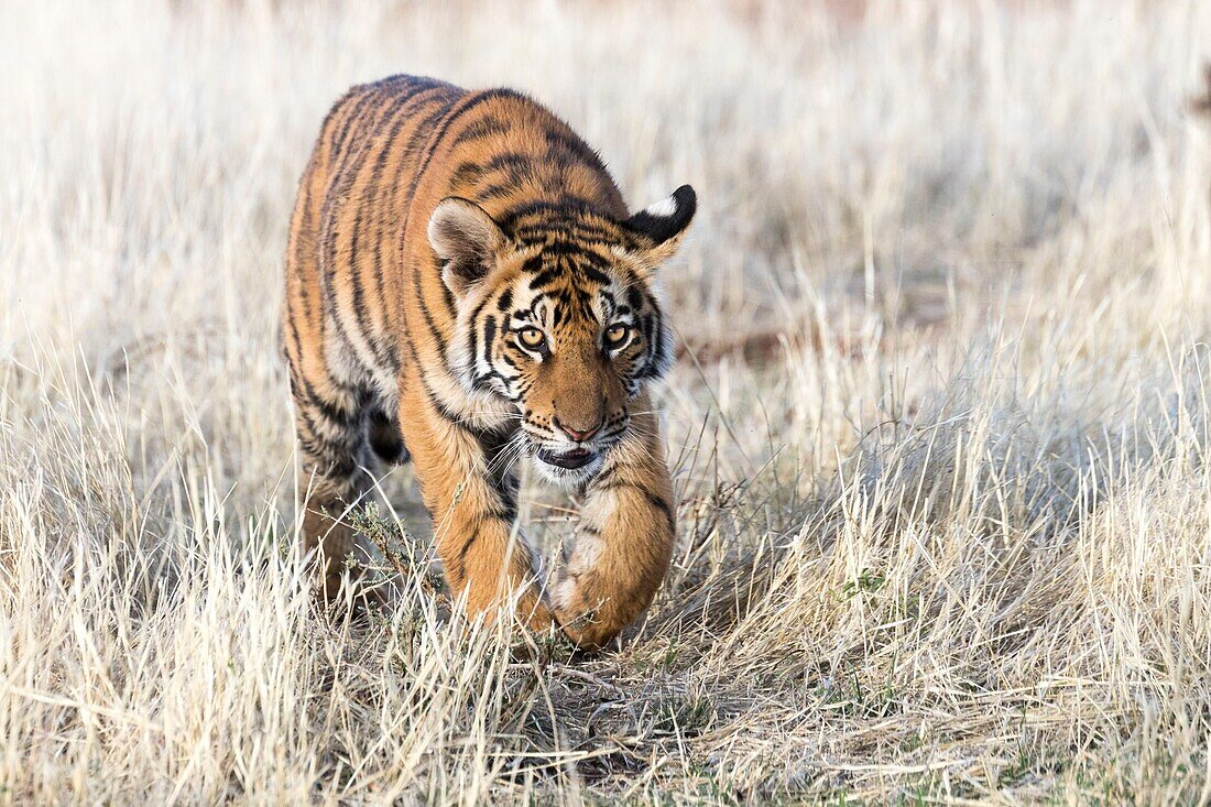 South Africa, Private reserve, Asian (Bengal) Tiger (Panthera tigris tigris),young 6 months old, walking