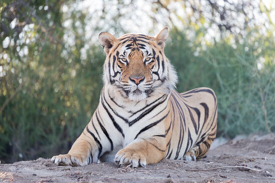 South Africa, Private reserve, Asian (Bengal) Tiger (Panthera tigris tigris), resting