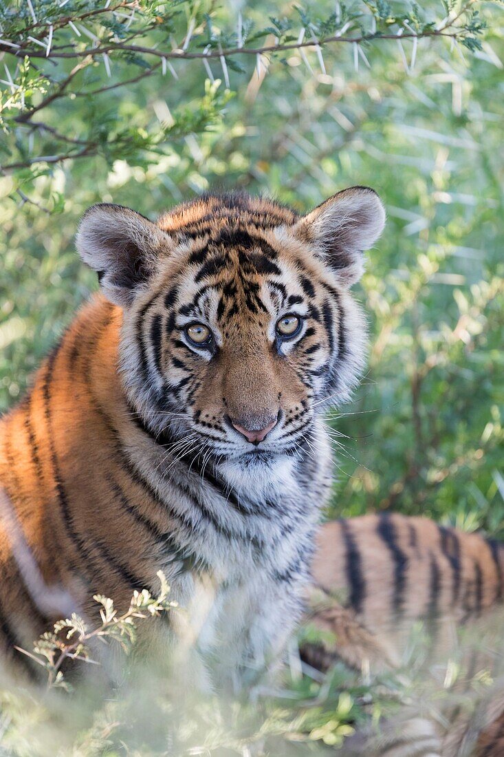 Südafrika, Privates Reservat, Asiatischer (Bengalischer) Tiger (Panthera tigris tigris), ruhend