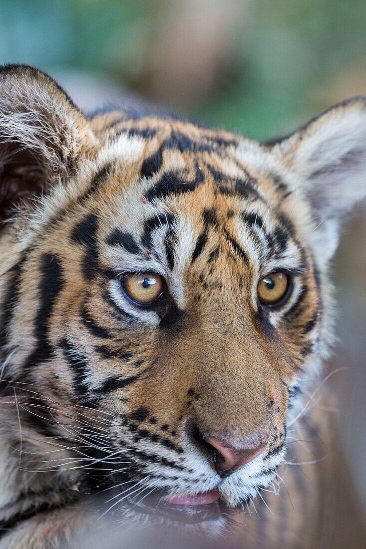 South Africa, Private reserve, Asian (Bengal) Tiger (Panthera tigris tigris), resting