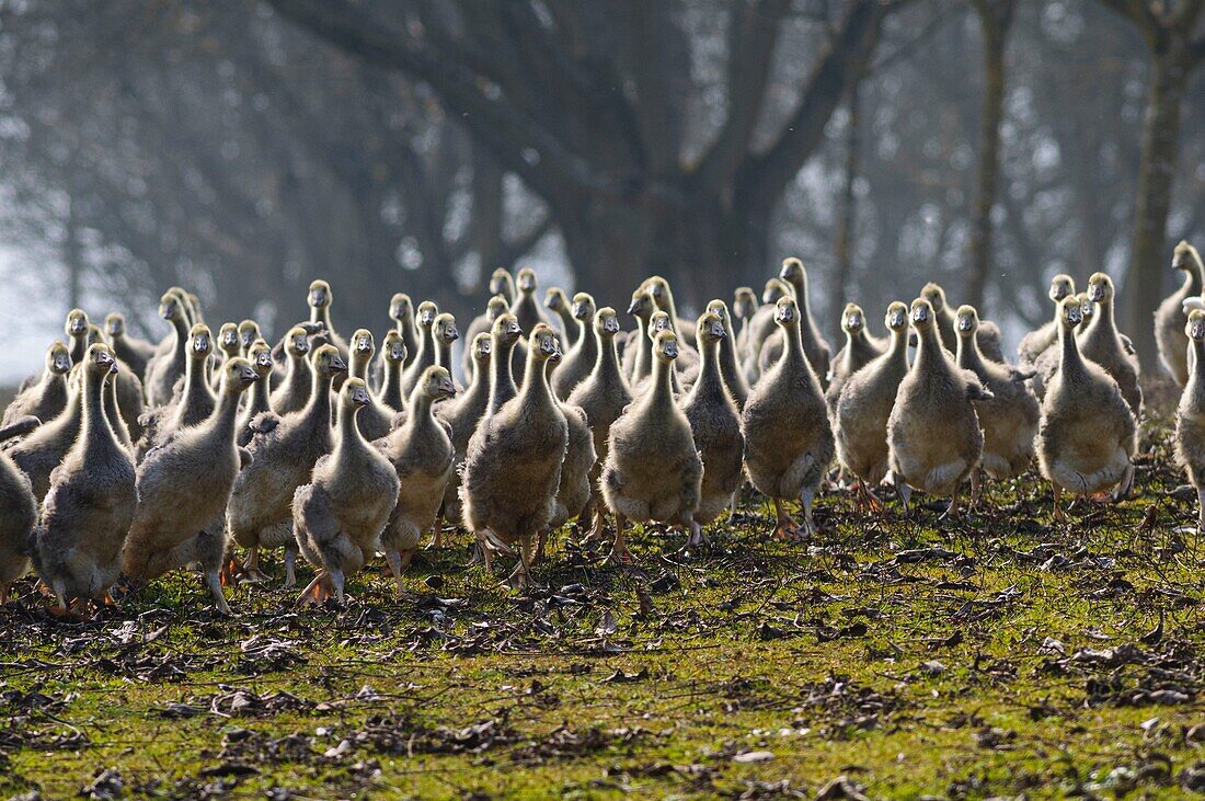 France, Dordogne, flock of gooses