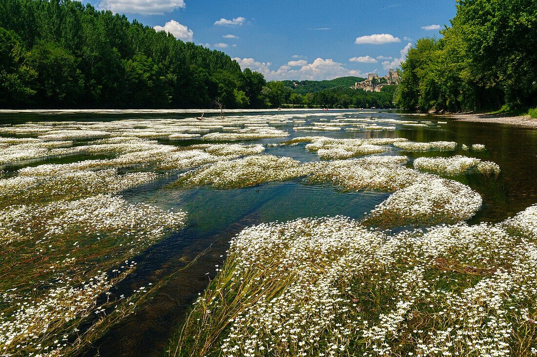 France, Dordogne, Ranunculus aquatilis on the Dordogne river