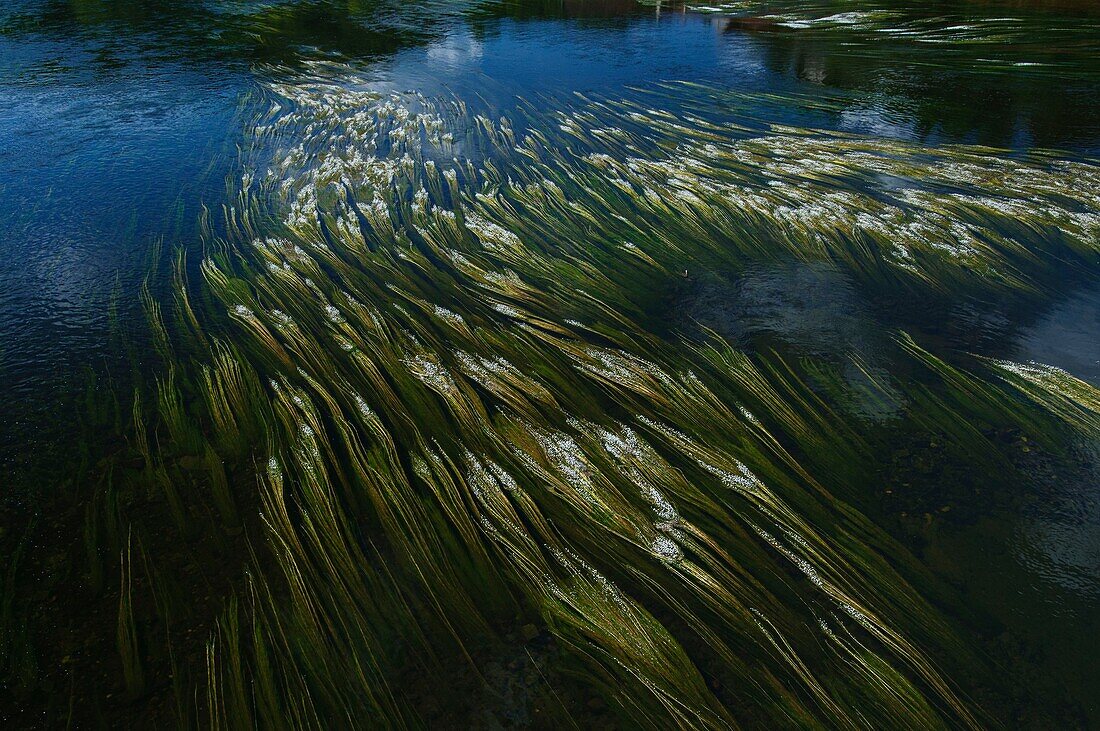 Frankreich, Dordogne, Hahnenfuß (Ranunculus aquatilis) am Fluss Dordogne