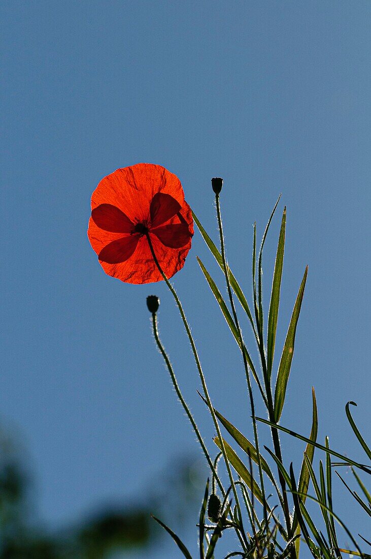 Frankreich, Dordogne, Grafschaft, Roter Mohn -Papaver rhoeas-