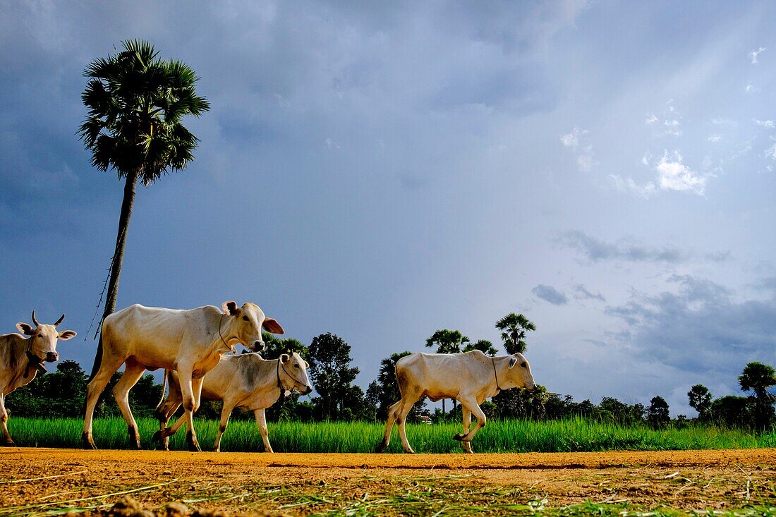 Cambodia, Kompong Chhnang or Kampong Chhnang, shpherd with his oax flock