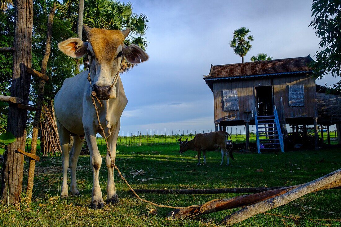 Kambodscha, Provinz Kompong Thom, Kompong Thom oder Kampong Thom, traditionelles Stelzenhaus