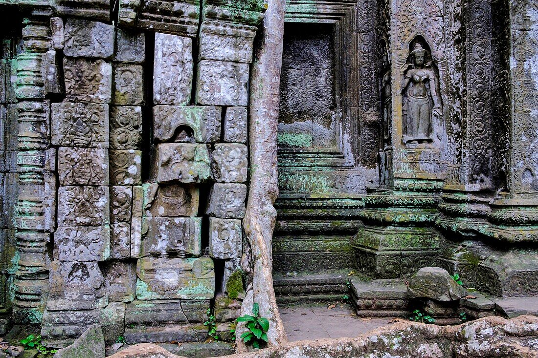 Cambodia, Angkor on World Heritage list of UNESCO, Ta Prohm temple, built in 12 th. century, by King Jayavarman VII, Apsara or Devadata statue