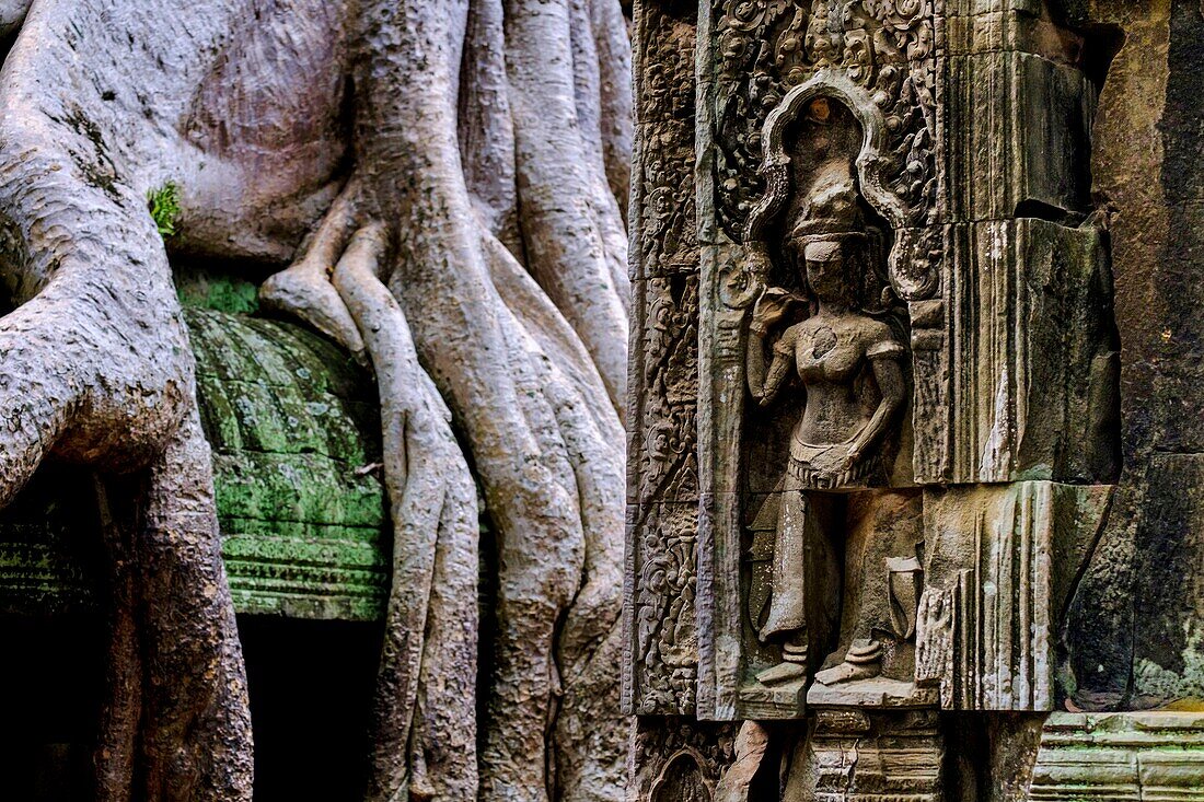 Kambodscha, Angkor auf der Welterbeliste der UNESCO, Ta Prohm Tempel, erbaut im 12. Jahrhundert, von König Jayavarman VII, Apsara oder Devadata Statue