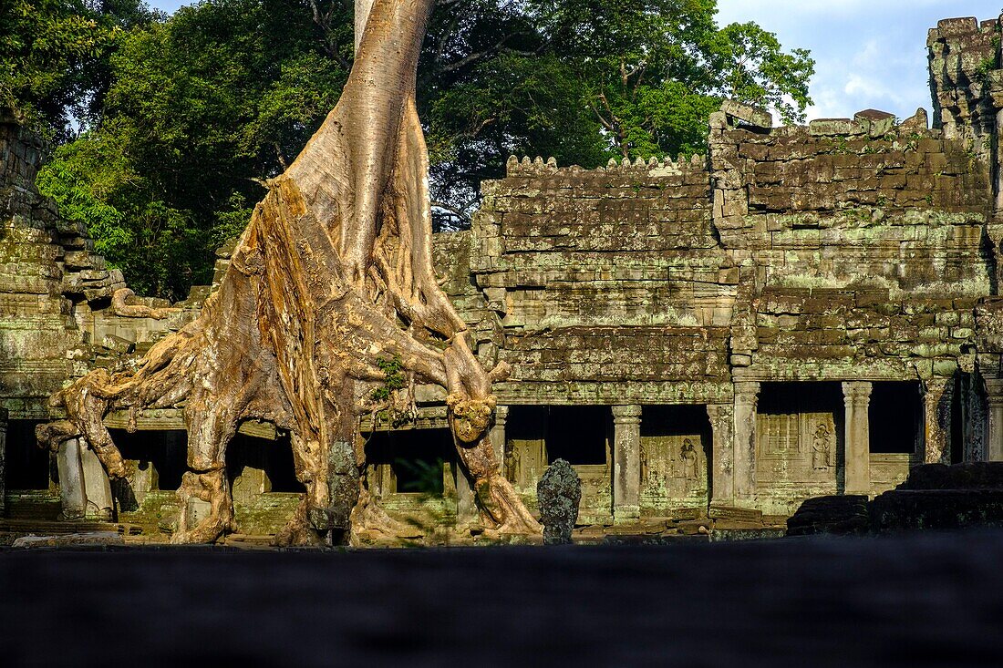 Cambodia, Angkor on World Heritage list of UNESCO, Preah Khan of Angkor, built in 1191 by King Jayavarman VII