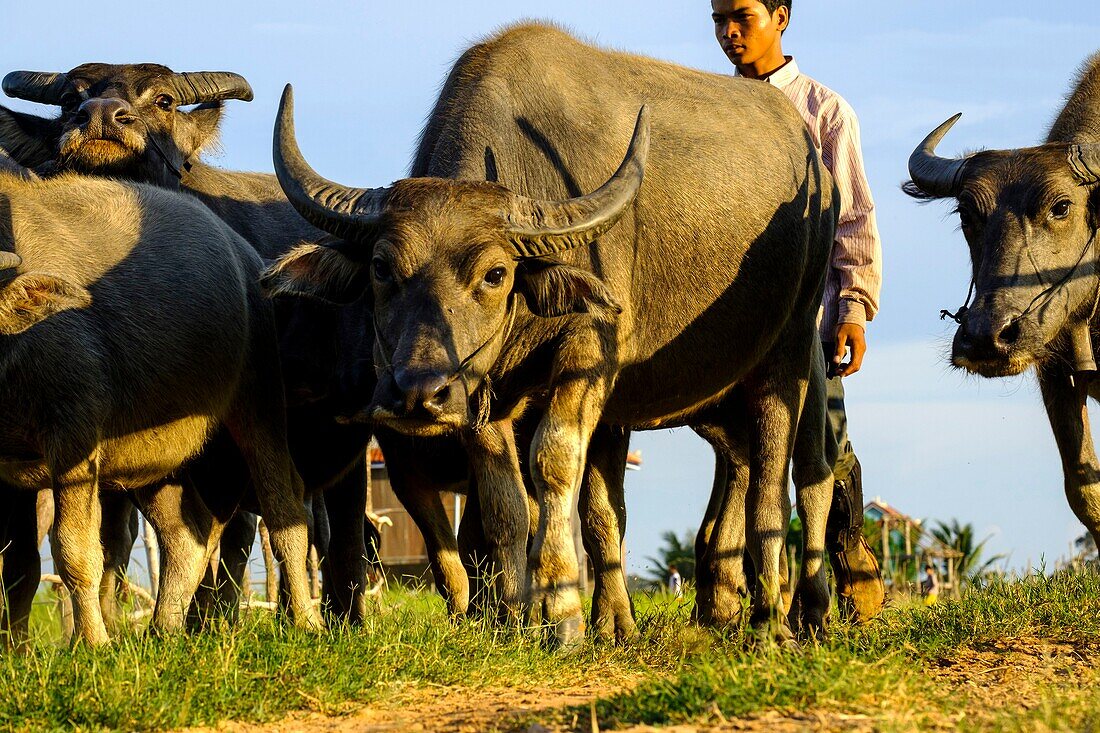 Cambodia, Kompong Thom province, Kompong Thom or Kampong Thom, farmer back from fields