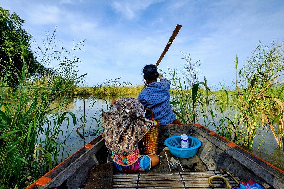 Cambodia, Kompong Phluc or Kampong Phluc, near Siem Reap, row boat in the flooded forest on the banks of Tonlé Sap lake