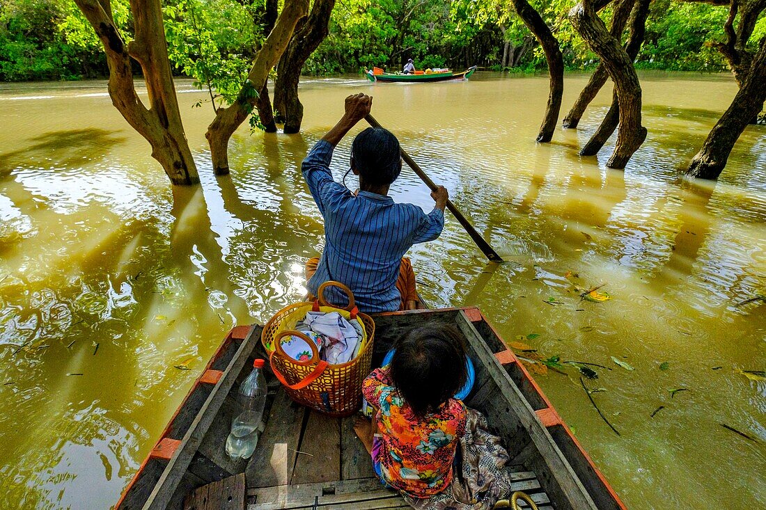 Cambodia, Kompong Phluc or Kampong Phluc, near Siem Reap, row boat in the flooded forest on the banks of Tonlé Sap lake