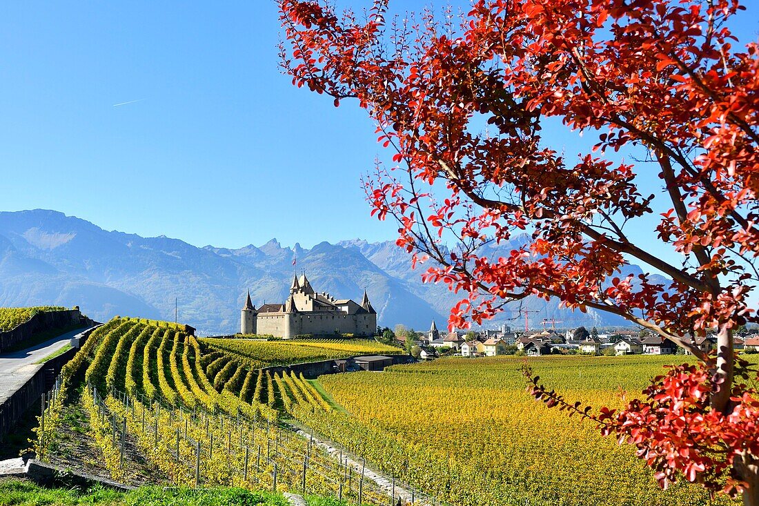 Switzerland, Canton of Vaud, Aigle, the castle surrounded by vineyards