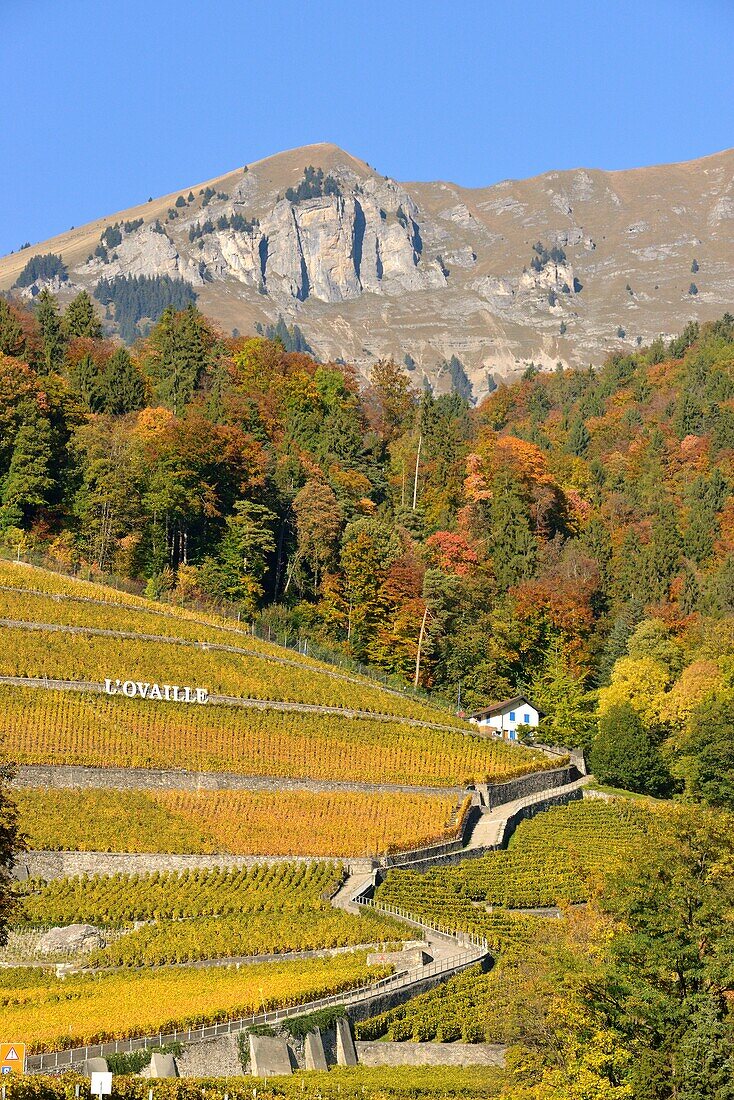 Schweiz, Kanton Waadt, Yvorne, kleines Städtchen inmitten von Weinbergen