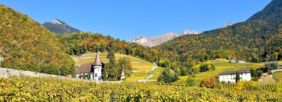 Schweiz, Kanton Waadt, Yvorne, kleines Städtchen inmitten von Weinbergen