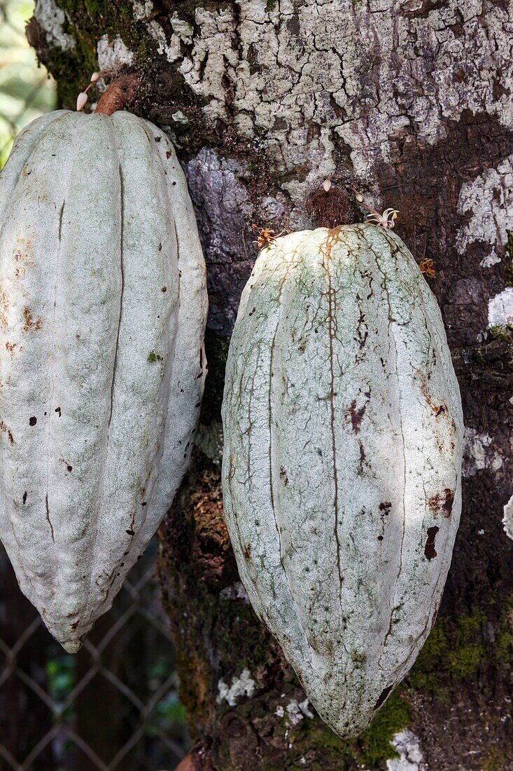 Mexiko, Bundesstaat Chiapas, las Nubes, Früchte an einem Theobroma cacao