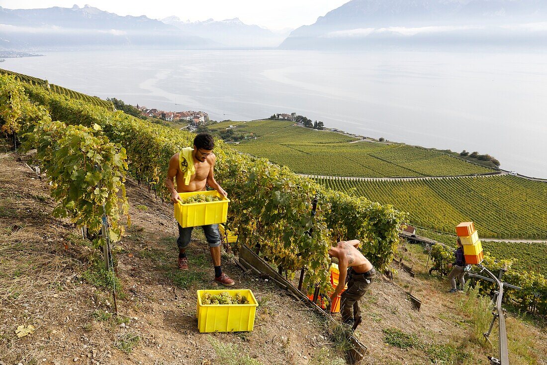 Switzerland, Vaud Canton, Lavaux, Rivaz village, vineyards by lake Leman, Chaudet vineyards run by family Briaux