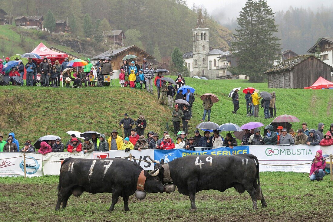 Switzerland, Valais Canton, Val d'Herens, village of Evolene, spring queens (Reines) cows fighting in Les Hauderes