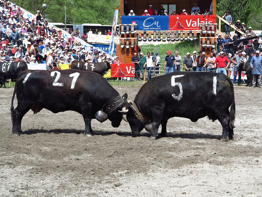 Switzerland, Valais Canton, City of Sion, yearly race Herens cows fights to indicate the queens