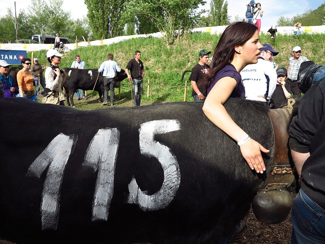 Switzerland, Valais Canton, City of Sion, yearly race Herens cows fights to indicate the queens