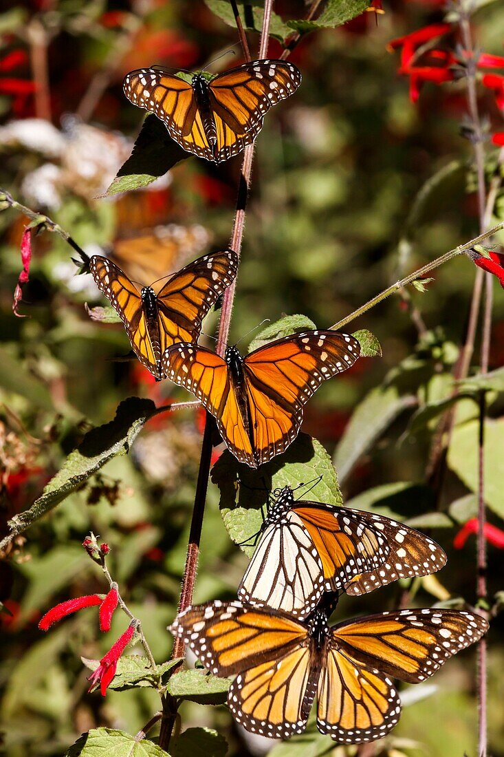 Mexiko, Bundesstaat Michoacan, Angangueo, Unesco-Welterbe, Biosphärenreservat für Monarchfalter, El Rosario, Monarchfalter (Danaus plexippus)