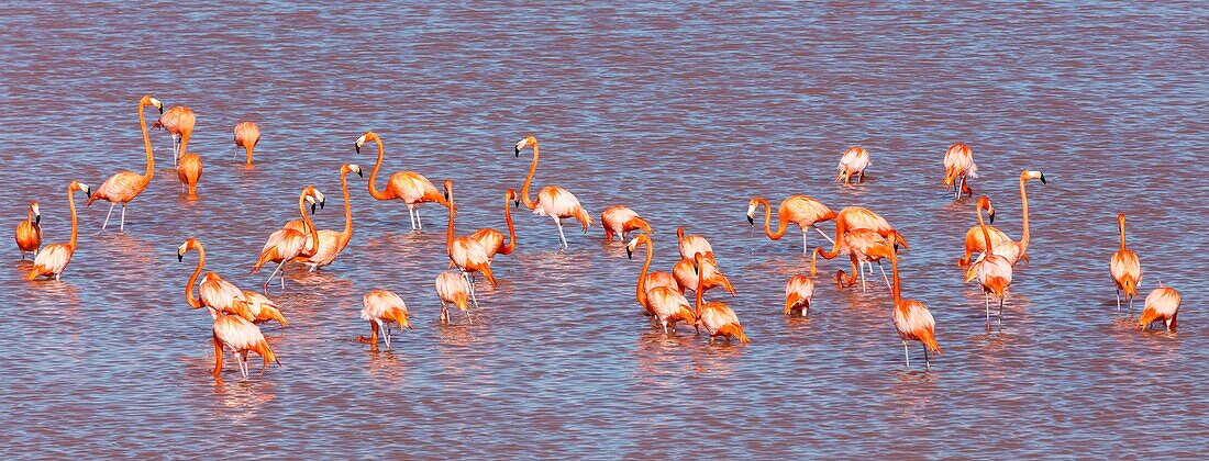 Mexico, Yucatan state, Celestun, American flamingo (phoenicopterus ruber)