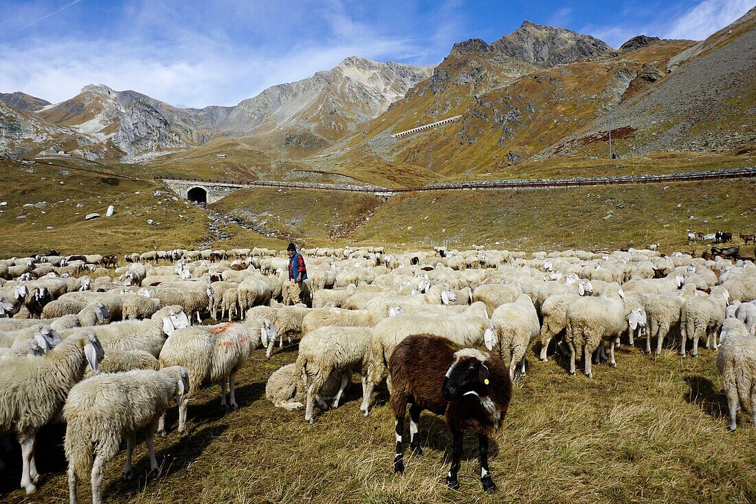 Switzerland, Valais Canton, Col du Grand Saint Bernard pass