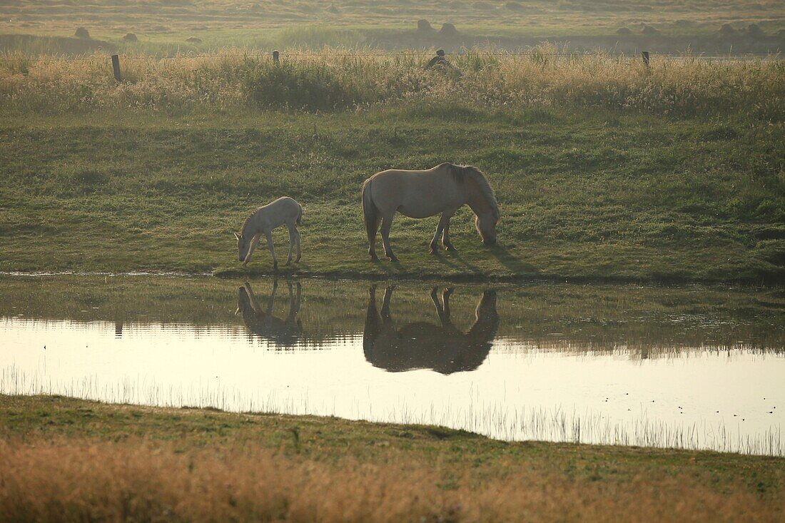 France, Somme, Cayeux sur Mer, The Hâble d'Ault is a protected area of &#8203;, &#8203;, the littoral picard