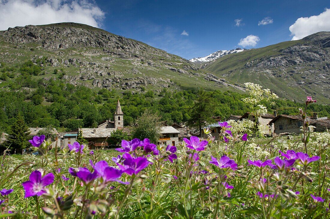 France, Savoie, Haute Maurienne, Vanoise Massif, Bonneval on General Arcvue of the village with wild geranium flowers