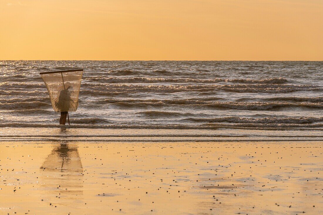 Frankreich, Somme, Ault, Graue Krabbenfischer am Strand von Ault mit ihrem großen Netz