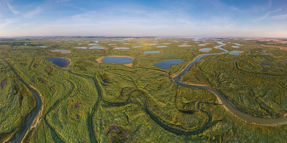 France, Somme, Baie de Somme, between Noyelles sur Mer and Le Crotoy, Flight over the bottom of the Baie de Somme, purple spots are sea lilies, ponds are the pools of hunting huts (aerial view)