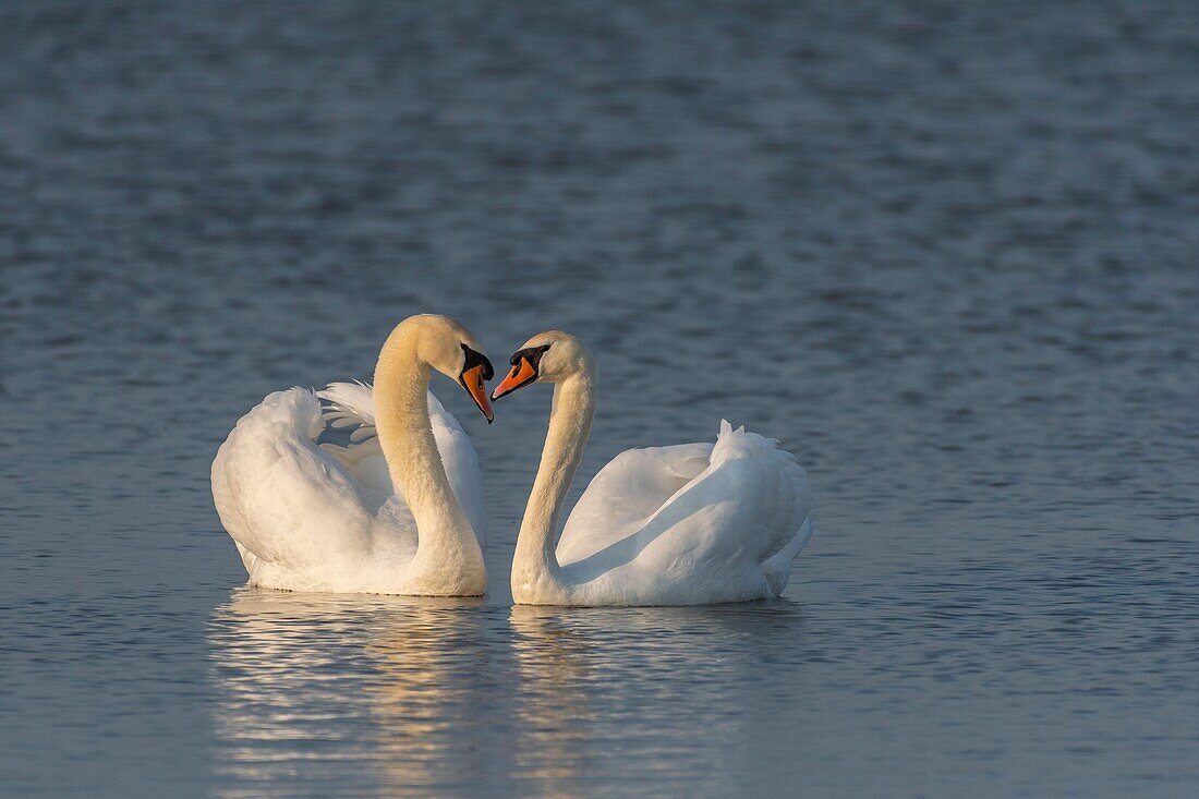 Frankreich, Somme, Baie de Somme, Naturschutzgebiet der Baie de Somme, Le Crotoy, Liebesparade zwischen Höckerschwänen (Cygnus olor Höckerschwan)