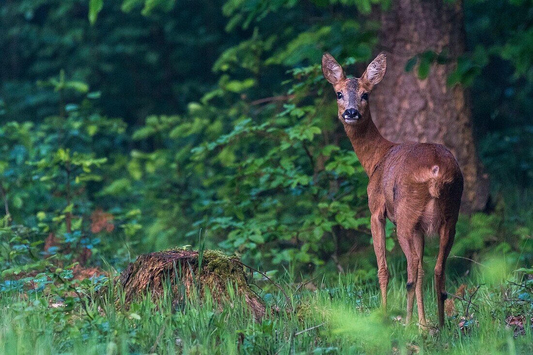 France, Somme, Crécy Forest, Crécy-en-Ponthieu, Deer in Crécy Forest