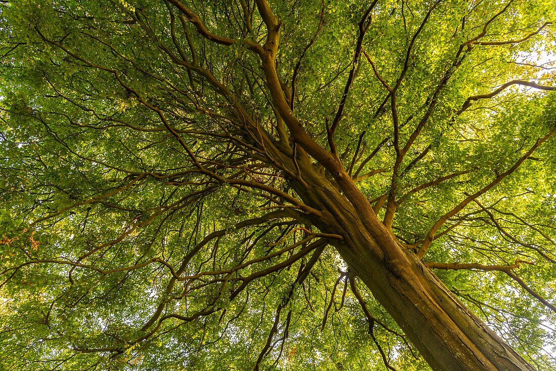 France, Somme, Crécy forest, Crécy-en-Ponthieu, Remarkable tree in Crécy forest - Beech - The beautiful to see