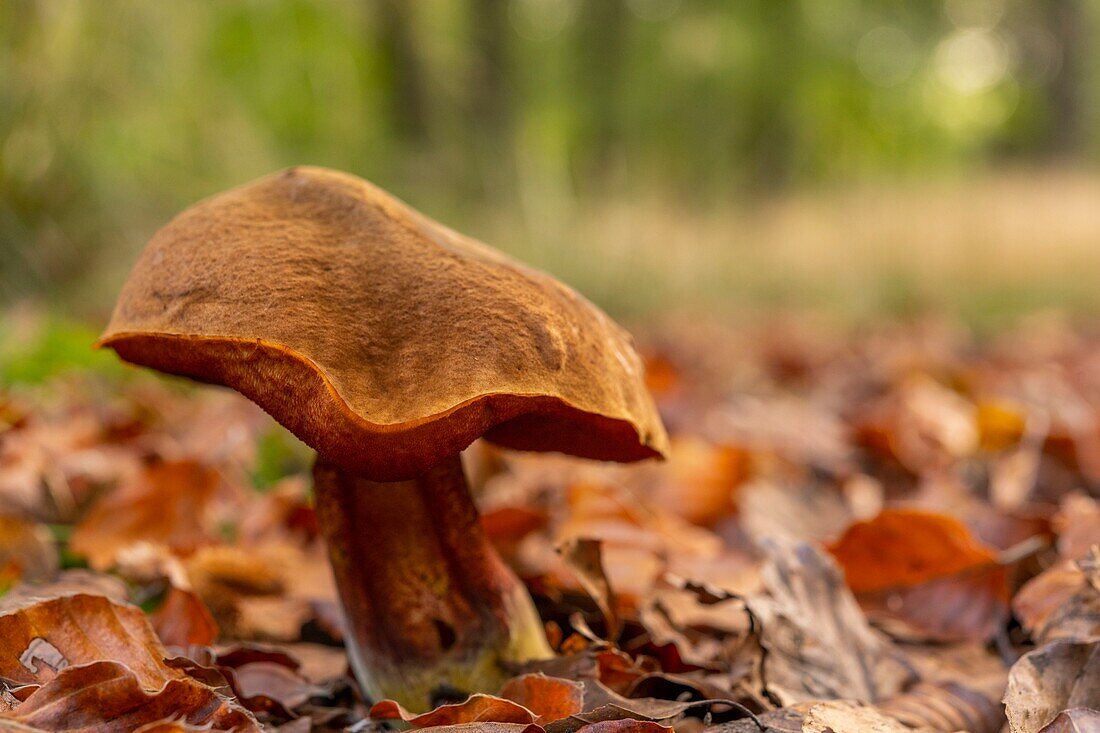 France, Somme, Crécy Forest, Crécy-en-Ponthieu, Neoboletus luridiformis - Red Footed Boletus - The mushrooms of Crécy Forest in autumn