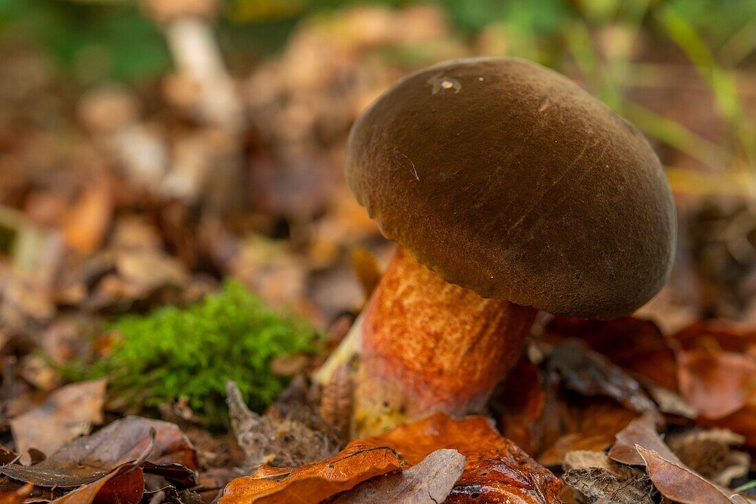 France, Somme, Crécy Forest, Crécy-en-Ponthieu, Neoboletus luridiformis - Red Footed Boletus - The mushrooms of Crécy Forest in autumn