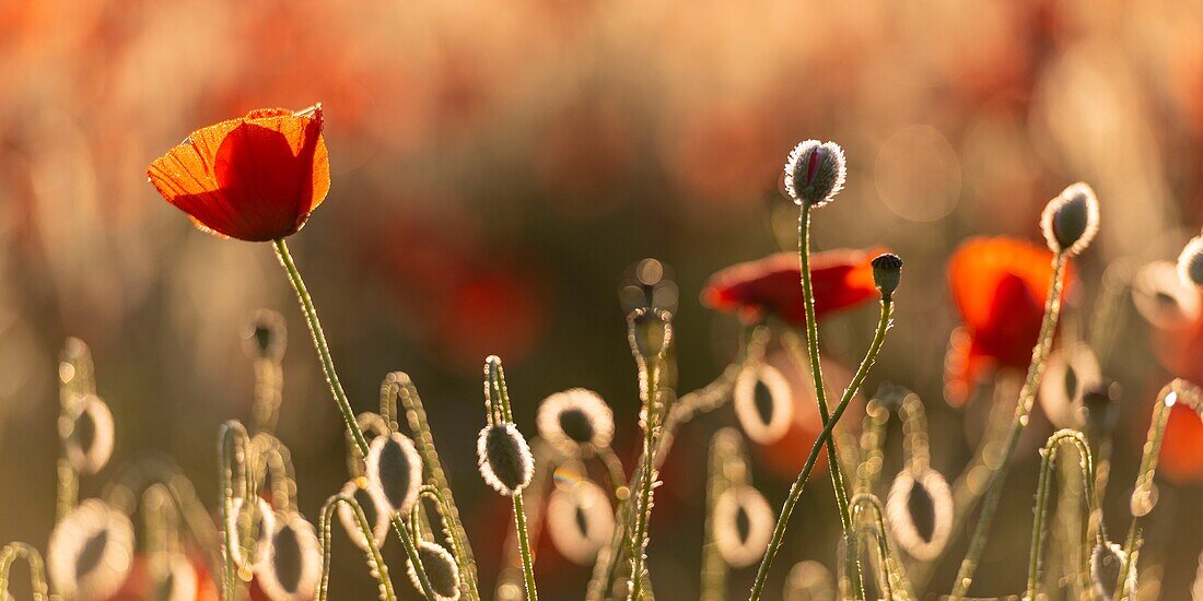 France, Somme, Bay of the Somme, Noyelles-sur-mer, Field of poppies in the Bay of Somme