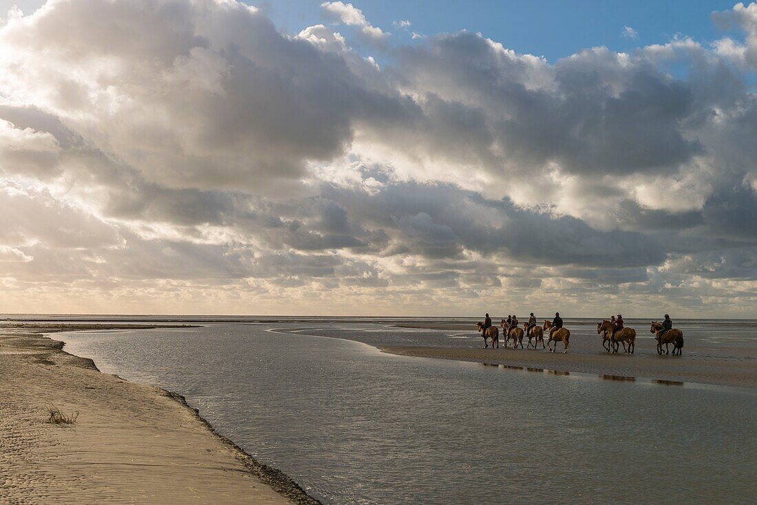 Frankreich, Somme, Baie de Somme, Naturreservat der Baie de Somme, Reiter in der Baie de Somme auf Henson-Pferden, Die Henson-Rasse wurde in der Baie de Somme für die Wanderung geschaffen