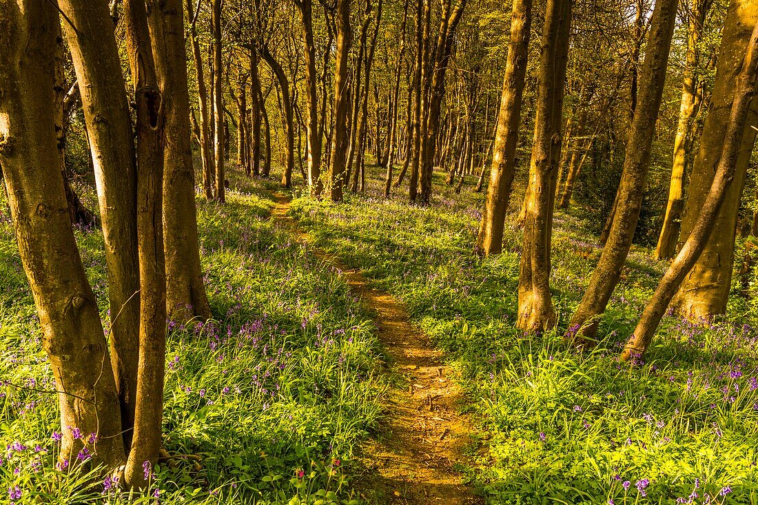 France, Somme, Ault, Bois de Cise, Wild Jacynthes (Hyacinthoides non scripta) in the famous seaside resort of the last century