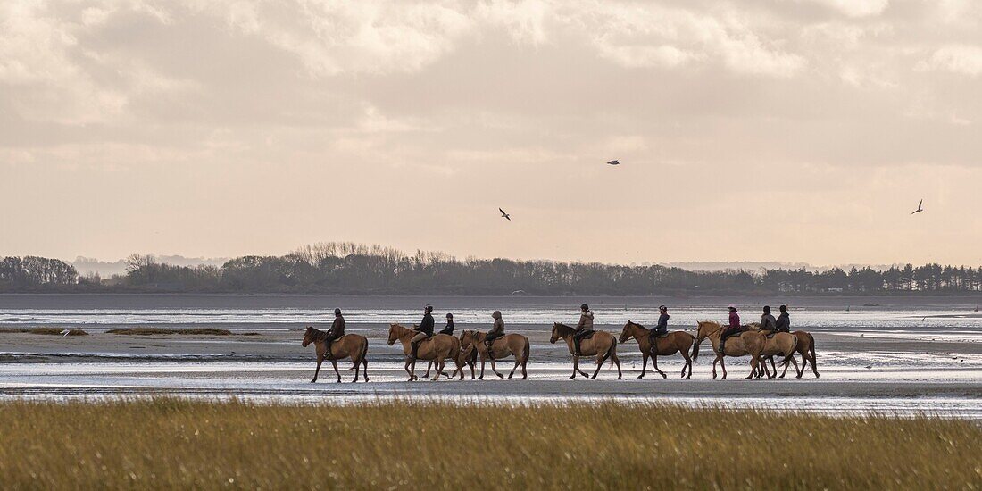 Frankreich, Somme, Baie de Somme, Naturreservat der Baie de Somme, Reiter in der Baie de Somme auf Henson-Pferden, Die Henson-Rasse wurde in der Baie de Somme für die Wanderung geschaffen