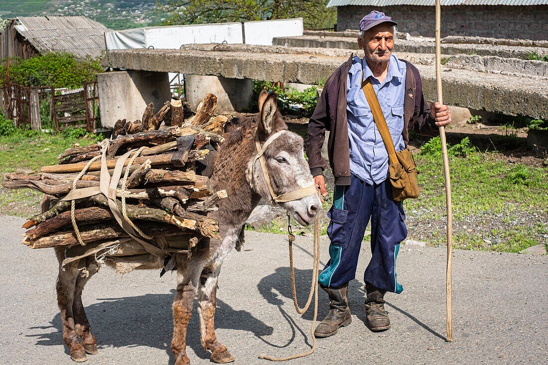 Armenia, Lorri region, Debed valley, surroundings of Alaverdi, Sanahin village, peasant carrying wood on his donkey